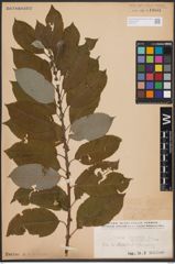 Foto von Salix caprea L.